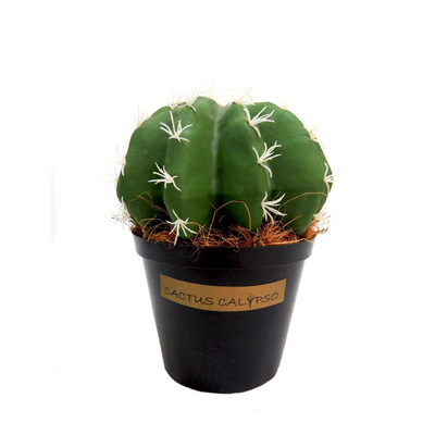 Introducing Cactus Calypso, a fat and segmented cactus in a beautiful green color. With a width of 21cm and height of 23cm, it's the perfect addition to any plant collection. The pot stands at a height of 12cm, making it easy to display and care for. Perfect for adding a touch of natural beauty to any space- UNIQUE INTERIORS