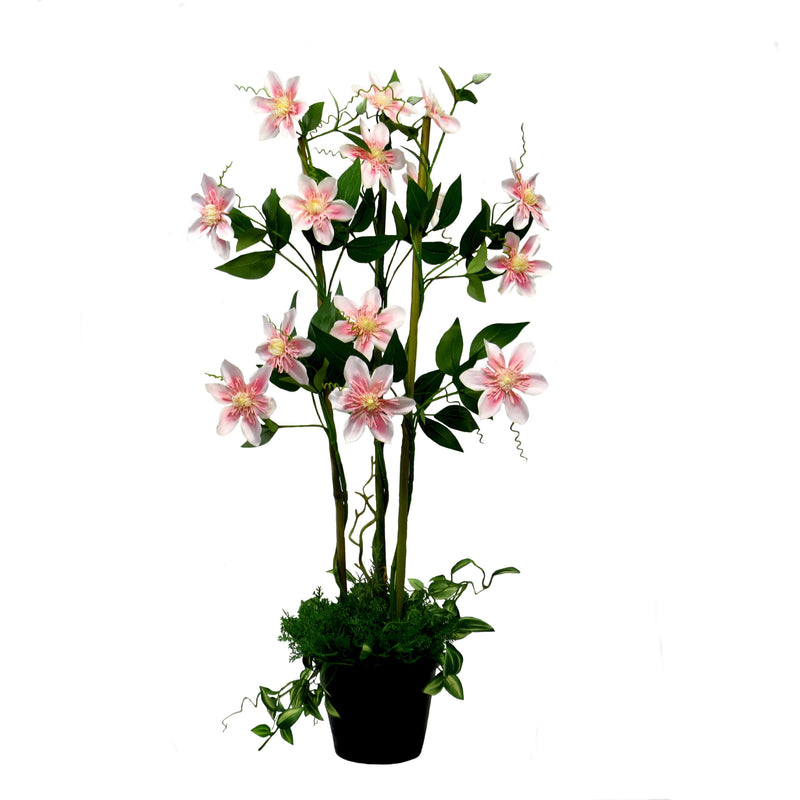 As a professional in the gardening industry, I am excited to present the Pink Clematis Perfection. With a span of 48cmw, this plant is a sight to behold at 76cmh. Its 15 flowers and 66 leaves add an elegant touch to any decor. Let this glorious pink clematis bloom on its bamboo bower, surrounded by twining ferns and stripey green leaves. Truly a lovely addition to any space-UNIQUE INTERIORS