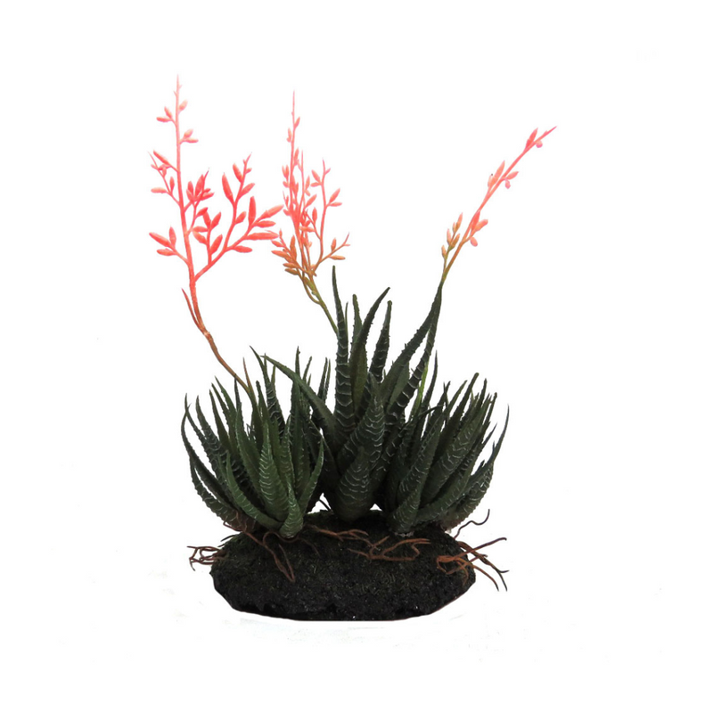 Aloe community.  Exquisite group of 7 aloes, 3 of which are flowering set into a moss covered decorative base with aloe roots featured.