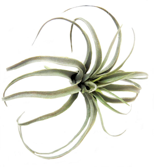 Introducing the Airplant Skyward, a 25CML artificial plant that adds a touch of greenery to any space without requiring any maintenance. Made with high-quality materials, this plant is perfect for those who want the benefits of a plant without the hassle of watering and care-UNIQUE INTERIORS