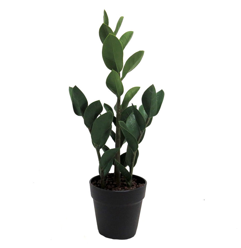 This Zamico plant stands at 50cmh, making it an ideal size for any indoor space. Its lush, green leaves add a touch of nature to your home or office, while also improving air quality. As an expert in the plant industry, you can trust that this Dracaena will thrive in any environment-UNIQUE INTERIORS