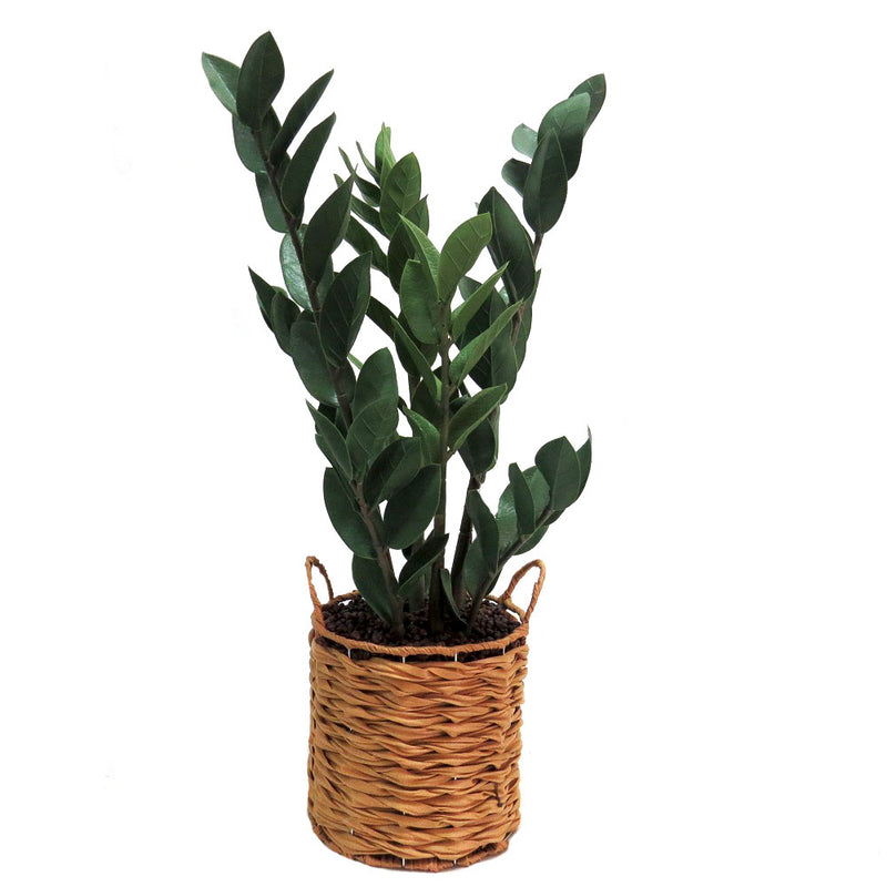 This zamica plant stands at 70cmh, making it an ideal size for any indoor space. Its lush, green leaves add a touch of nature to your home or office, while also improving air quality. As an expert in the plant industry, you can trust that this Dracaena will thrive in any environment-UNIQUE INTERIORS