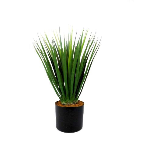 This modern Dracaena plant stands at 52cm tall with a thick and strong stem. Its firm, wide blades create a dramatic, eye-catching shape. Perfect for adding a touch of greenery to any space-UNIQUE INTERIORS
