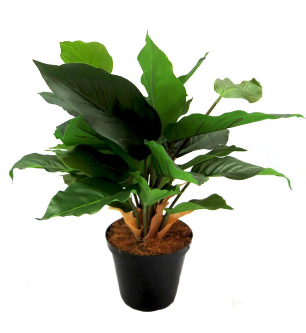Glory Green Leaf is a compact and versatile plant, standing at 38cm tall and 46cm wide including the pot. With a pot size of 12cm in diameter and 9cm in height, it is perfect for small spaces. The plant itself reaches a height of 30cm from its base, making it a great addition to any room or office-UNIQUE INTERIORS