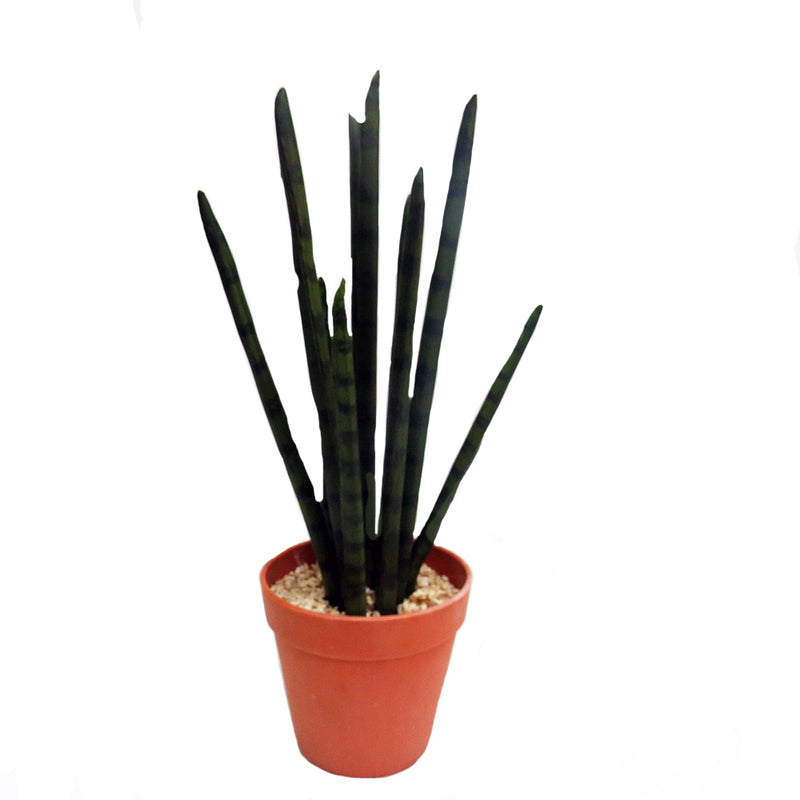 Introduce the Snake Aloe to your indoor garden. This 40CMH variety features a unique snake-like texture, adding an eye-catching touch to your plants. With its low maintenance care and air-purifying properties, it&