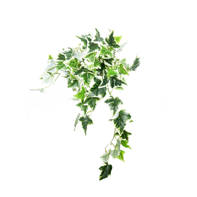 Introducing our Variegated Ivy Hanging Plant - the perfect addition to your home! With 84CML of lush greenery, 9 stems with off shoots and 82 realistic leaves, this plant will bring life to any space. Its full-bodied leaves look as if freshly cut from the garden, adding a touch of nature to any room. Hang it from a basket or pot for a stunning cascading effect- UNIQUE INTERIORS