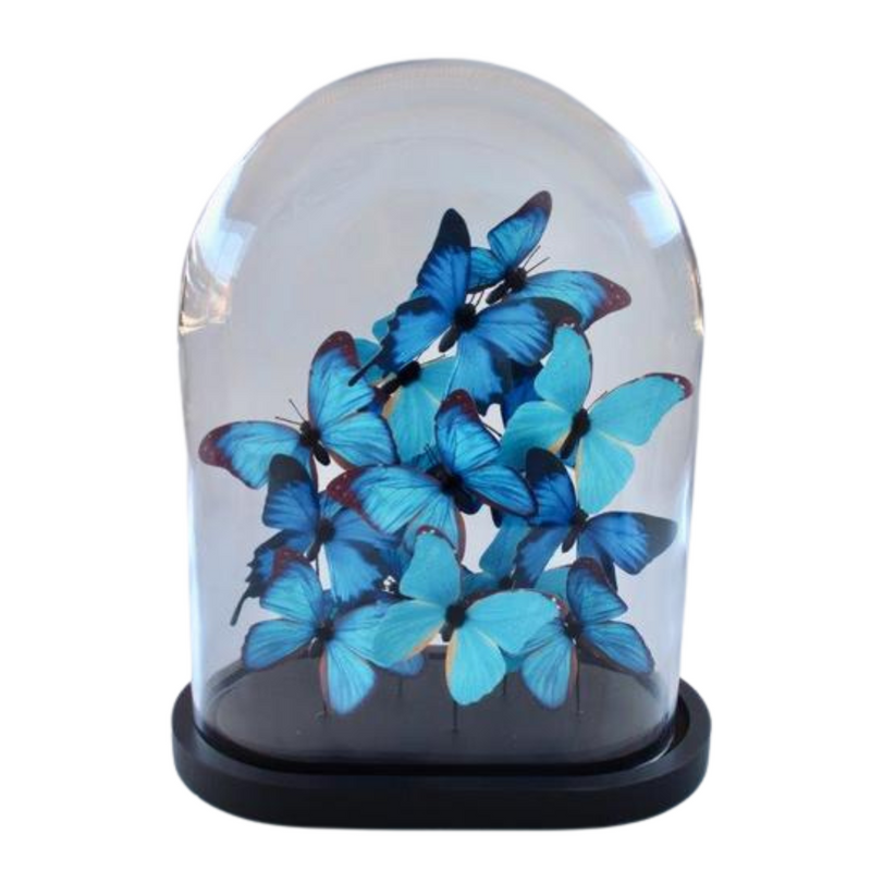 EXTRA LARGE GLASS DOME BLUE BUTTERFLIES 41X32X19CM