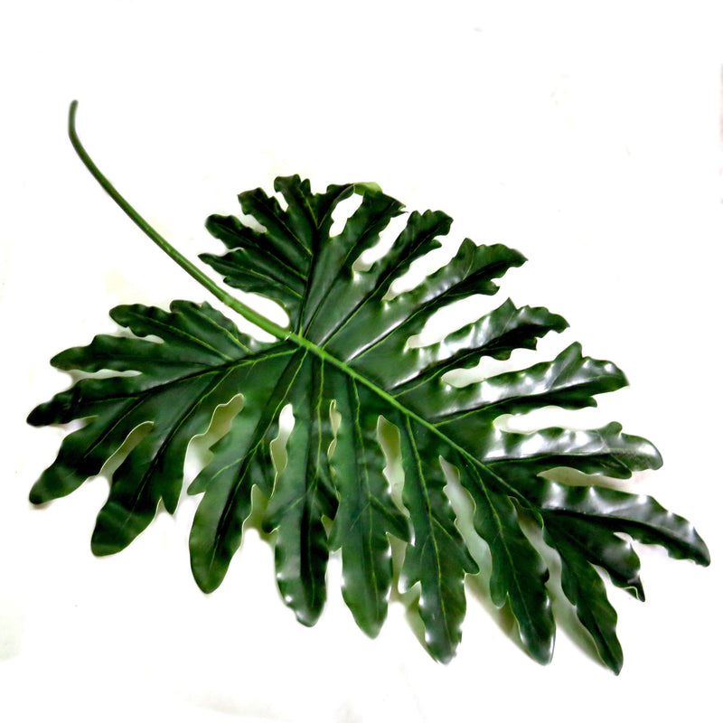 As a Philodendron Leaf expert, I can confidently say that our leaves reach an impressive 80cm in length. This length allows for optimal light absorption and overall health of the plant. Invest in our Philodendron Leaf for a strong and thriving addition to your indoor garden-unique interiors