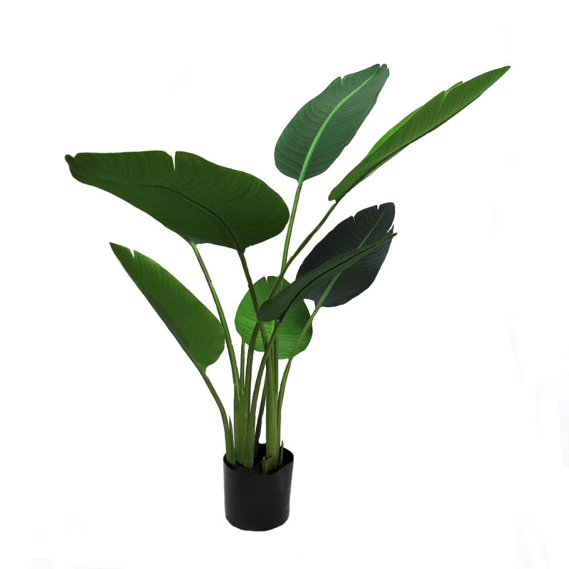 As an expert in the plant industry, I highly recommend the Strelitzia. At 115cmh in height, it boasts superb quality leaves that are well constructed in varying sizes, resulting in an extremely realistic look. The plant is set in a well-weighted black pot, ensuring stability. Its excellent color and leaf form make it a truly pleasing addition for a variety of uses-UNIQUE INTERIORS