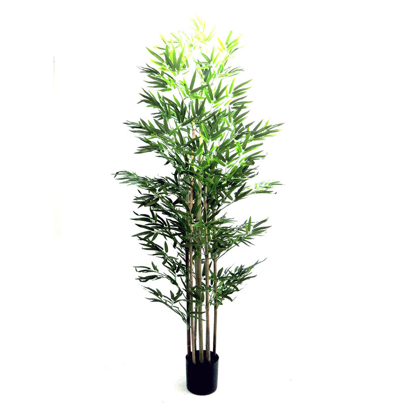 Enhance your space with our Trunk Bamboo Plant, standing at 190cmh and featuring 7 bamboo trunks. Enjoy the calming and air-purifying benefits of this beautiful plant-unique interiors