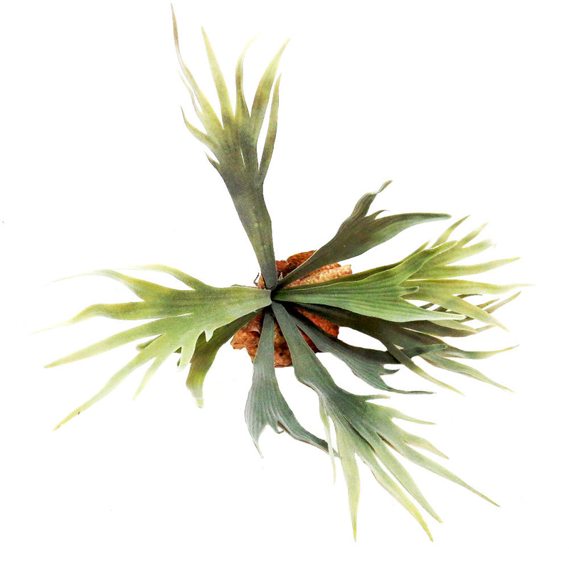 Expertly crafted from exquisite quality staghorn, the Staghorn Kwapalma boasts 9 perfectly formed "branches" growing from a sturdy base with roots, measuring at 32.5 cm. Elevate your home decor with this stunning piece of art-UNIQUE INTERIORS