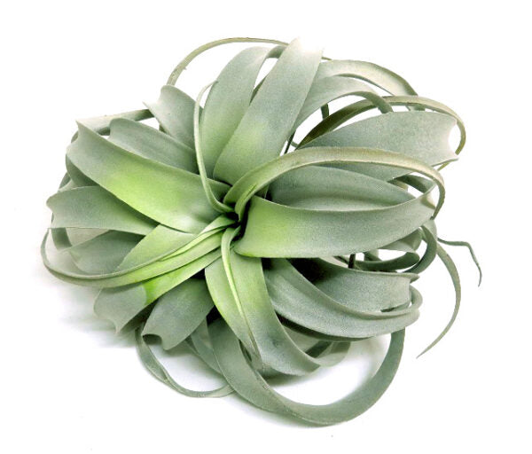As an expert in the industry, I can confidently say that the Airplant Epitome exceeds expectations. With 35 realistic and beautifully designed flocked leaves, this 26,25 cm plant is generously proportioned and full, providing a stunning addition to any space. Its amazing quality will not disappoint-unique interiors
