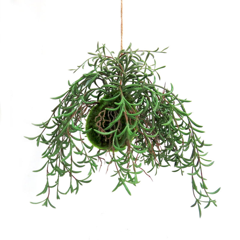The Nuclea Growth Ball is a beautiful botanical specimen, with a dense mossy "pineapple" shaped base that sprouts a mass of growth. It features multiple roots and tendrils, making it a nucleus of growth. Comes with a jute hanger for easy display. Enhance your space with this unique and natural addition- unique interiors