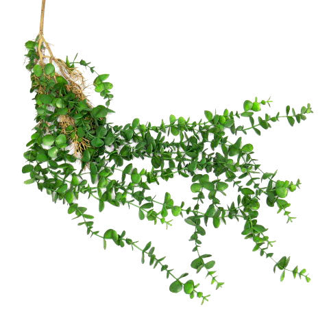 Expertly crafted with precision, the Vertivine Rooted is a sophisticated 100cml artificial hanging plant. Create a stunning interior with the realistic design and effortless maintenance of this ornamental piece. Upgrade your space with an everlasting touch of greenery- UNIQUE INTERIORS