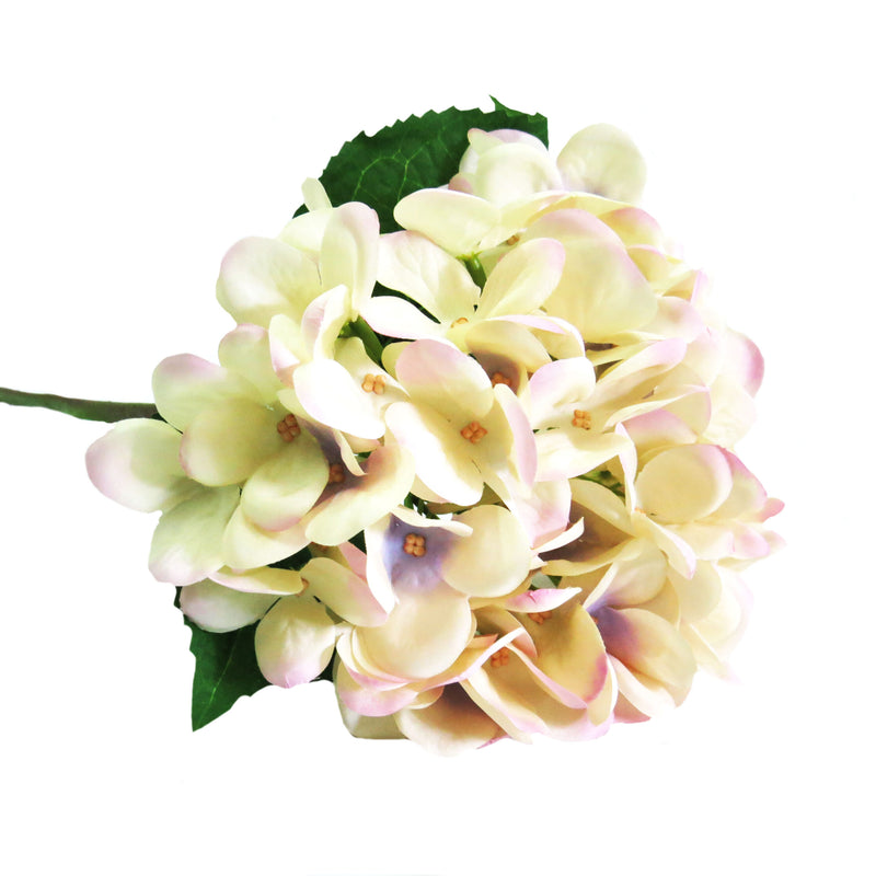 As an expert in the industry, I highly recommend Hydrangea Pastel Perfection for its elegant 50cml size and a rapturous, romantic color palette of subtle shades. Its large, well-proportioned head boasts an off-white hue with delicate touches of pink and lilac. An ideal choice for adding a touch of grace and beauty to any space-unique interiors