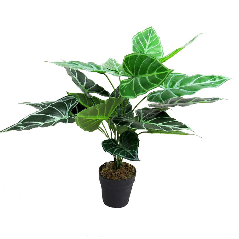 Increase the aesthetics of any room with the Kalo Plant. The 60CMH artificial plant adds a touch of greenery without the hassle of maintenance. Perfect for those looking for a low-maintenance yet visually appealing decor option- UNIQUE INTERIORS