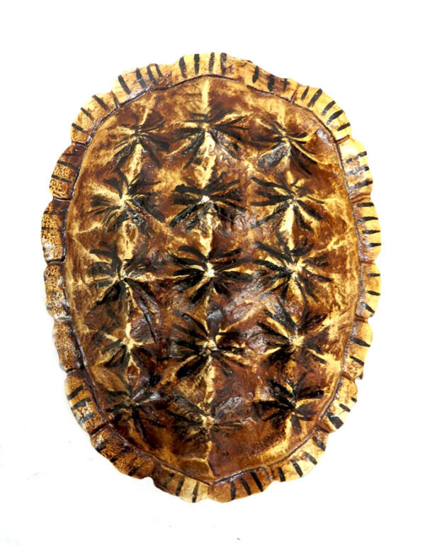 Balboa Tortoise