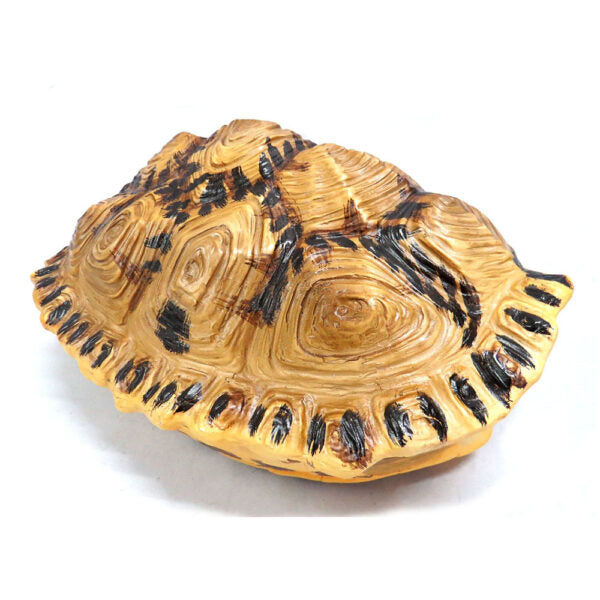 Shyman Tortoise