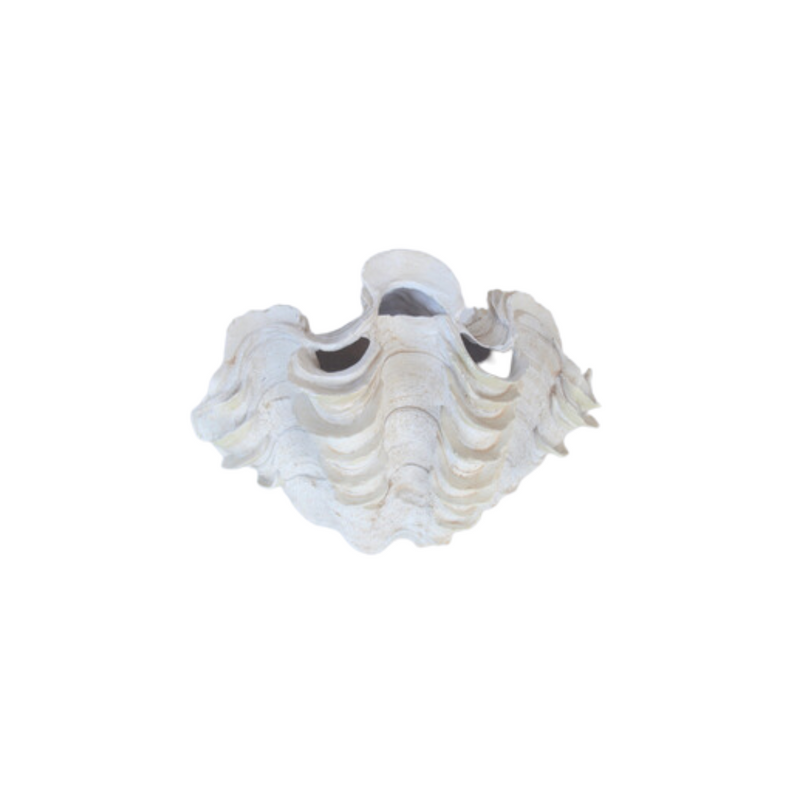 Add a touch of the sea to your home with our beautiful clam shell. This elegant 20x31cm shell creates a natural and calming atmosphere that&