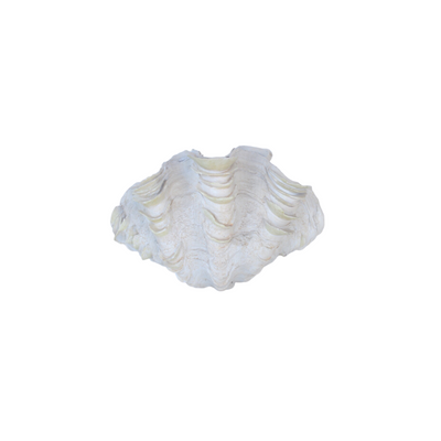 Add a touch of the sea to your home with our beautiful clam shell. This elegant 20x31cm shell creates a natural and calming atmosphere that's perfect for any room. Decorate and enjoy its unique and natural beauty today! Delivery 5 - 7 working days