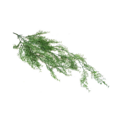 With an impressive length of 80CML, the Sprengeni Vine is a vibrant green asparagus fern that is perfect for hanging. The long tendrils add a touch of elegance to any room, while the fern's air-purifying qualities create a healthier living space. Bring a touch of nature indoors with this stunning and beneficial hanging plant- UNIQUE INTERIORS