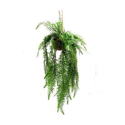 Introducing Fernfall Hanging Ball - a real touch gorgeous fern hanging plant with a total length of 112cml and a cord length of 40cml. At 72cml from the top of the ball to the end of the hanging plant, experience the beauty of a real plant without any maintenance- UNIQUE INTERIORS