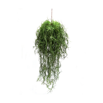 Increase your plant space with Grampas Beard Ball. The hanging plant cord measures 40cm, making for a total length of 112cm when hung. Create a greener space and bring life into your home- UNIQUE INTERIORS