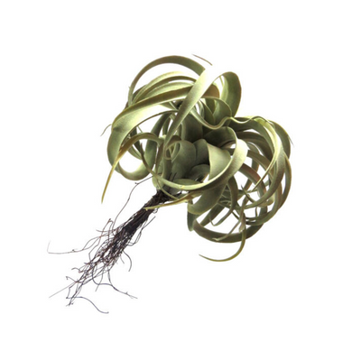 Enhance your space with a 35cml Airplant Atmos. This ARTIFICIAL PLANT adds a touch of greenery without the need for maintenance. Perfect for those wanting to bring nature indoors, without the hassle- UNIQUE INTERIORS