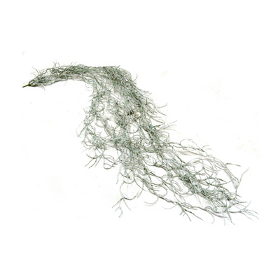 Experience the beauty of fall with our Spanish Moss. With a realistic fall of 100cml of "grandfather's beard" and a wonderful grey color, this product will add a touch of nature to any decor. Perfect for those seeking a touch of elegance and sophistication in their home- UNIQUE INTERIORS