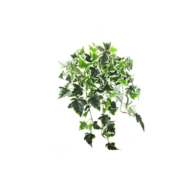 Expertly crafted to mimic the look of a freshly-cut ivy plant, Ivy Variegata is a stunning addition to any space. With 12 stems and 143 leaves, this plant is full and lifelike. Its variegated leaves add texture and visual interest, making it perfect for hanging or cascading from a pot or basket- UNIQUE INTERIORS