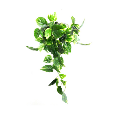 Add a touch of tropical beauty to your space with our Jade Tropical Vine Plant. With 84 centimeters in length and 9 stems, it boasts 84 lush leaves and offshoots for a realistic and full appearance. Versatile for hanging or potting, its cascading form is sure to make a statement in any room- UNIQUE INTERIORS