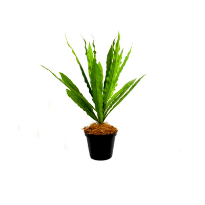 Experience the beauty of nature with the Neottopteris Bush Potted plant. With a height of 47cm and 18 leaves, this artificial plant adds a touch of greenery to any space. The pot dimensions of 13cmh x 10cmh make it perfect for any tabletop or desk. Enjoy the benefits of a plant without the hassle of maintenance- UNIQUE INTERIORS
