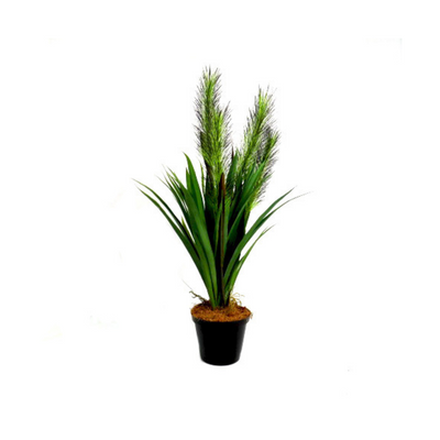 Enhance your decor with our Plumed Green Stem Potted plant. Standing at 60cm high and 24cm wide, this potted beauty features 52 blades of spiky, wide leafed spider grass that adds a touch of green to any space. With 4 foxtail stems, this plant adds a unique and attractive touch to your home or office. Pot dimensions are 13cm in diameter and 10cm high- UNIQUE INTERIORS