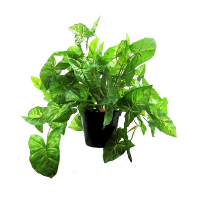 "Add a touch of green to your home with the African Evergreen Plant. Measuring at 37CMH X 52CMW, this plant features a fabulous mass of trailing leaves, creating a beautiful display. Its pot dimensions measure 12cmd x 10cmh, making it a perfect addition to any room. Enrich your space with this effective and lovely potted plant- UNIQUE INTERIORS