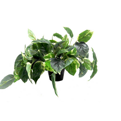 Experience the beauty of nature with our Ceylonia Plant. With a variegated mass of trailing leaves, this 50cmw X 36cmh plant is the perfect addition to any home. No need to worry about maintenance, as it requires no watering or sunlight. Artfully potted, this artificial plant will bring life to any room-UNIQUE INTERIORS