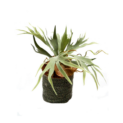 Experience the stunning and lifelike beauty of the Staghorn Mozambique plant. Standing at 37cmh, this plant is expertly designed to mimic the real thing. It comes nestled in a hand-woven basket measuring 14cmh x 14cmd, adding a touch of nature to any space-UNIQUE INTERIORS