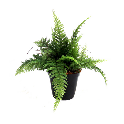 Experience the beauty of nature with our Fern Green Truffle. Measuring 40cm high and 50cm wide, this artificial plant features meadow fresh green ferns in a 15cm diameter pot. With leaves that can stretch up to 40cm and a width of 50cm, it's the perfect addition to any home or office space-UNIQUE INTERIORS