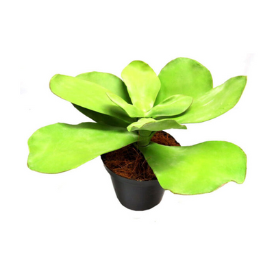 The Potted Paddle Plant is a low-maintenance addition to any home or office space. Standing at 40 centimeters tall and 50 centimeters wide, this artificial plant adds a touch of greenery without the need for upkeep. Perfect for busy individuals or those with a lack of natural light-UNIQUE INTERIORS