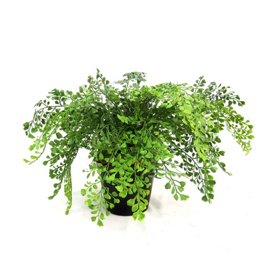 Introducing the Maiden Fern Pot, a must-have for any plant lover. With a total height of 45cm, this potted fern boasts a lush 52cm area of foliage. The pot itself stands at 12cm, offering a sturdy base for your new greens. Elevate your indoor gardening game with this beautiful addition-UNIQUE INTERIORS