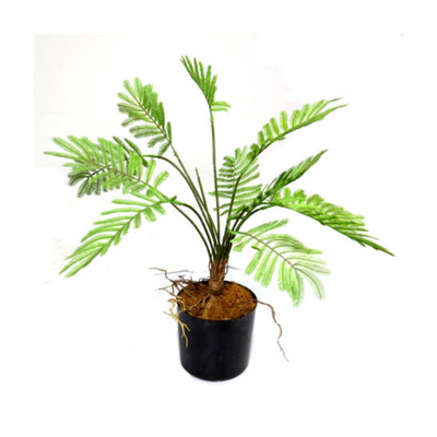 This potted fern boasts a 49cm height and a 50cm width, making it a versatile and striking addition to any space. With pot dimensions of 12cm in diameter and height, its compact size makes it perfect for adding a touch of greenery to indoor spaces-UNIQUE INTERIORS