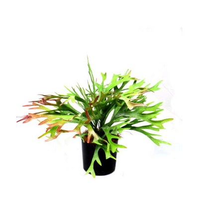 The Staghorn Rainforest is a stunning addition to any indoor space. With pot dimensions of 12cmh x 12cmd, this plant stands at 34cmh and spans 47cmw. Its impressive size and unique staghorn shape will add a touch of natural beauty to your home or office-UNIQUE INTERIORS
