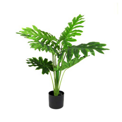 Discover the beauty of nature with our Philodendron Heartthrob. This 90cm plant boasts perfect form and a stunning color, thanks to its real touch feature. As a great specimen, it will add a touch of elegance to any space. No watering or maintenance required-UNIQUE INTERIORS
