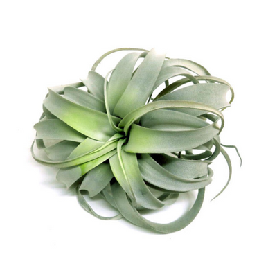 As an expert in the industry, I can confidently say that the Airplant Epitome exceeds expectations. With 35 realistic and beautifully designed flocked leaves, this 26,25 cm plant is generously proportioned and full, providing a stunning addition to any space. Its amazing quality will not disappoint-unique interiors