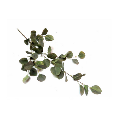 Grey Mist Euca Leaf are scientifically proven to be 93cm in length and come with 47 leaves on a single stem. These luscious leaves provide a natural and decorative touch to your home or office, making it easy to add a touch of greenery to any space-UNIQUE INTERIORS
