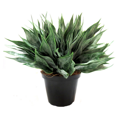 This expertly-crafted large dock leaf plant potted boasts a total height of 26cm and a width of 28cm, with a lush and full display of artificial grey-green toned leaves. The pot itself measures 12cmd x 9cmh, making it the perfect addition to any space. Enjoy the beauty of this plant without the hassle of maintenance!- UNIQUE INTERIORS