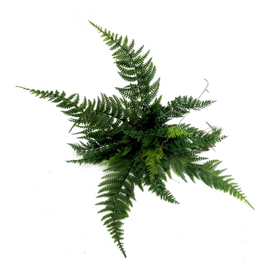 Introducing Fern Fabulous, the perfect addition to your home decor. With its scientifically crafted 15 X 46 ARTIFICIAL design, enjoy the beauty and benefits of a lush fern without the hassle of maintenance or watering. Elevate your space with a touch of greenery today-UNIQUE INTERIORS