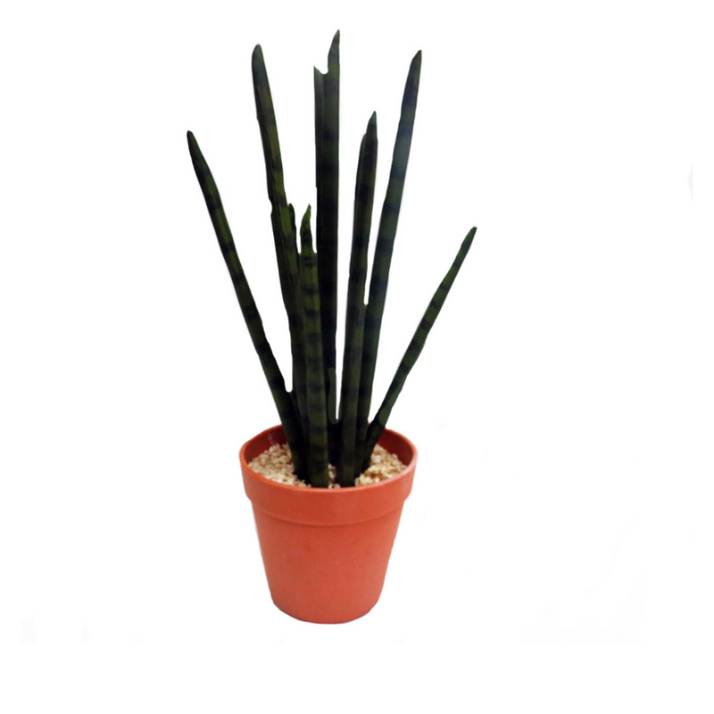 Introduce the Snake Aloe to your indoor garden. This 40CMH variety features a unique snake-like texture, adding an eye-catching touch to your plants. With its low maintenance care and air-purifying properties, it&