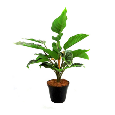 The Variegated Aralia Plant boasts a total height of 40cm and width of 51cm, making it a statement piece for any room. The pot dimensions of 12cm x 9cm provide a sturdy base and the plant's height of 31cm adds depth to its overall appearance. Perfect for adding a touch of nature to your home or office-UNIQUE INTERIORS