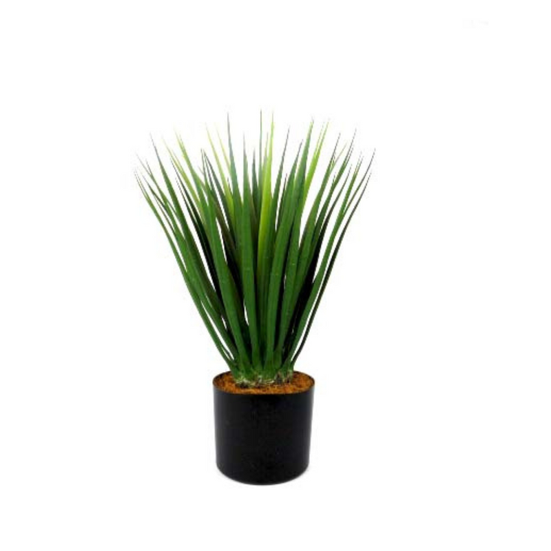 This modern Dracaena plant stands at 52cm tall with a thick and strong stem. Its firm, wide blades create a dramatic, eye-catching shape. Perfect for adding a touch of greenery to any space-UNIQUE INTERIORS