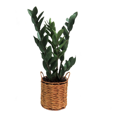 This zamica plant stands at 70cmh, making it an ideal size for any indoor space. Its lush, green leaves add a touch of nature to your home or office, while also improving air quality. As an expert in the plant industry, you can trust that this Dracaena will thrive in any environment-UNIQUE INTERIORS